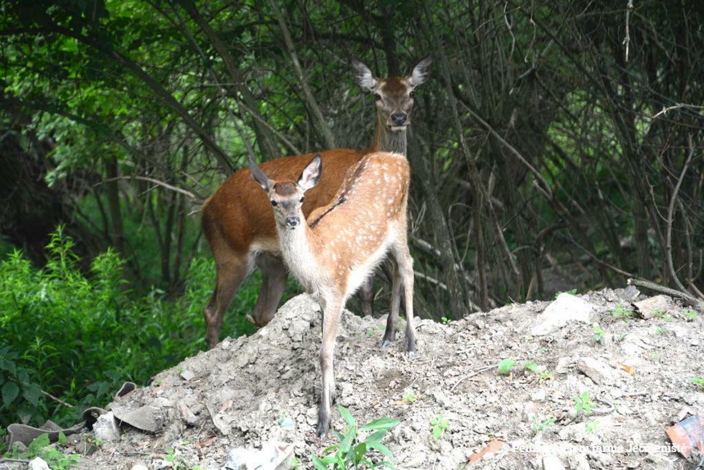 Jeleni Farma Jecmeniste Hotel Vrbovec Esterno foto
